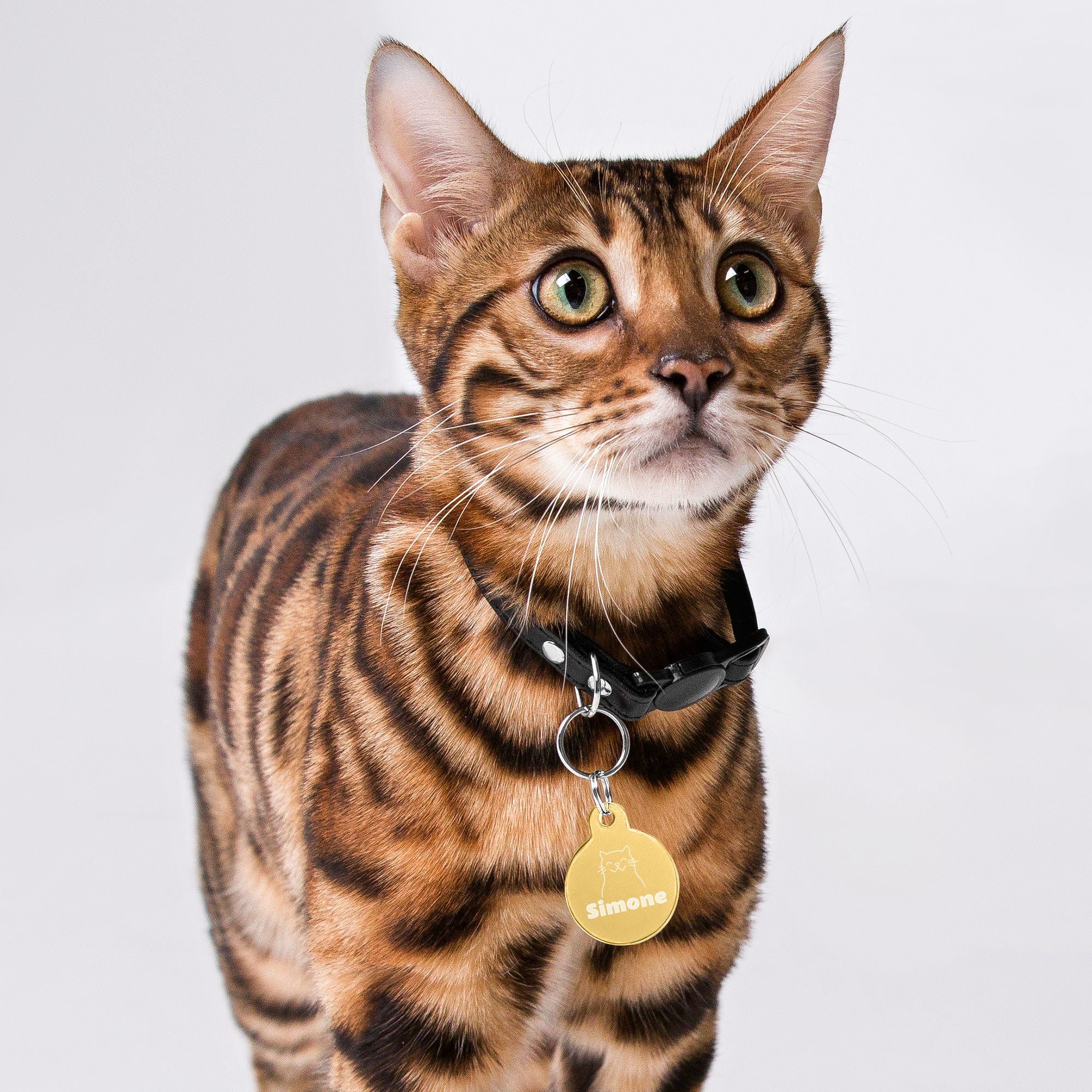 pretty cat with a custom pet tag